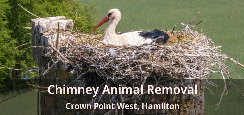 Chimney Animal Removal Crown Point West, Hamilton - ON