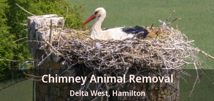 Chimney Animal Removal Delta West, Hamilton - ON
