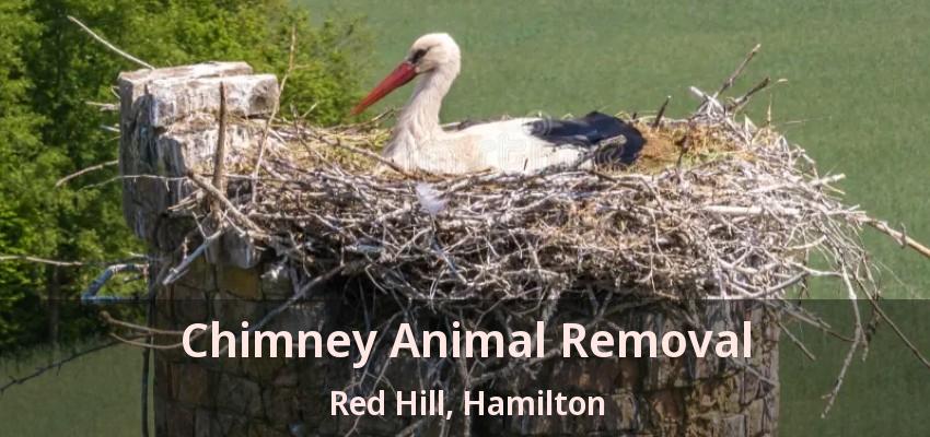 Chimney Animal Removal Red Hill, Hamilton - ON