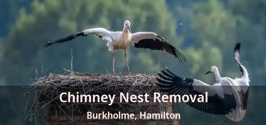 Chimney Nest Removal Burkholme, Hamilton - ON