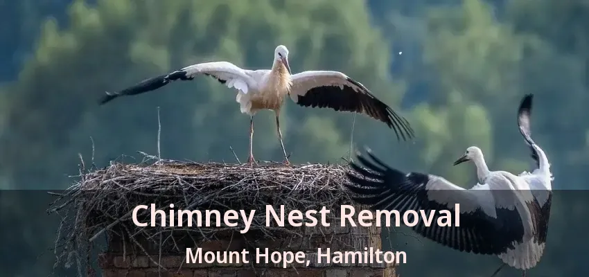Chimney Nest Removal Mount Hope, Hamilton - ON