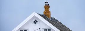Chimney Nest Removal Binbrook, Hamilton